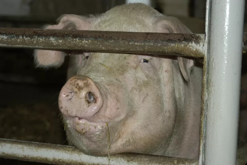 Pig Farm